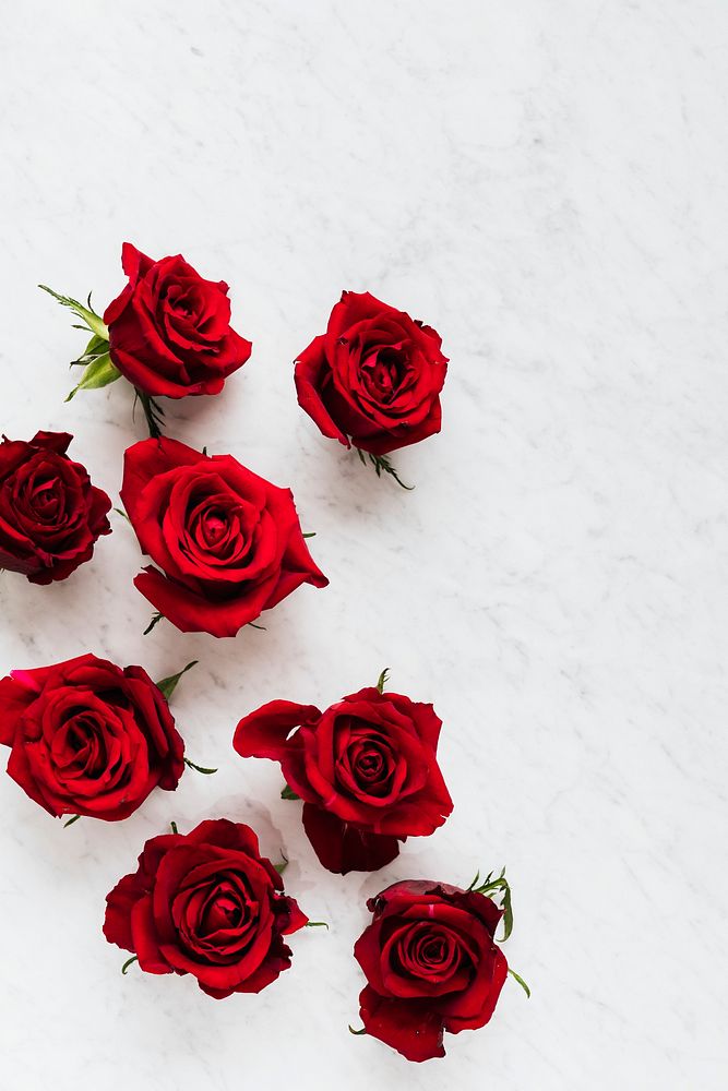 Blooming red roses on a white background