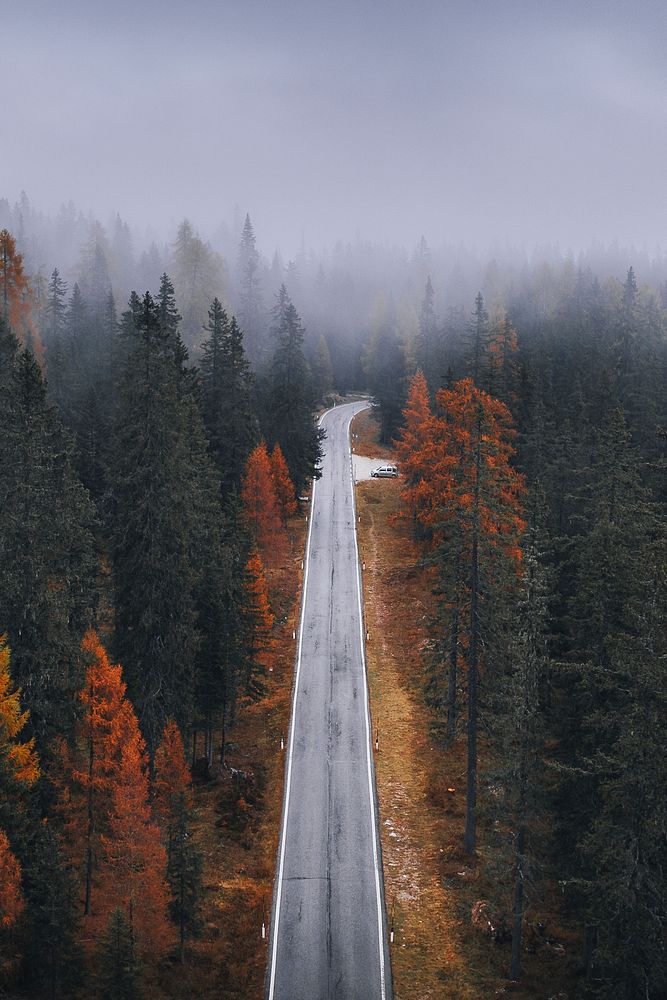 Drone view of a misty coniferous forest in autumn