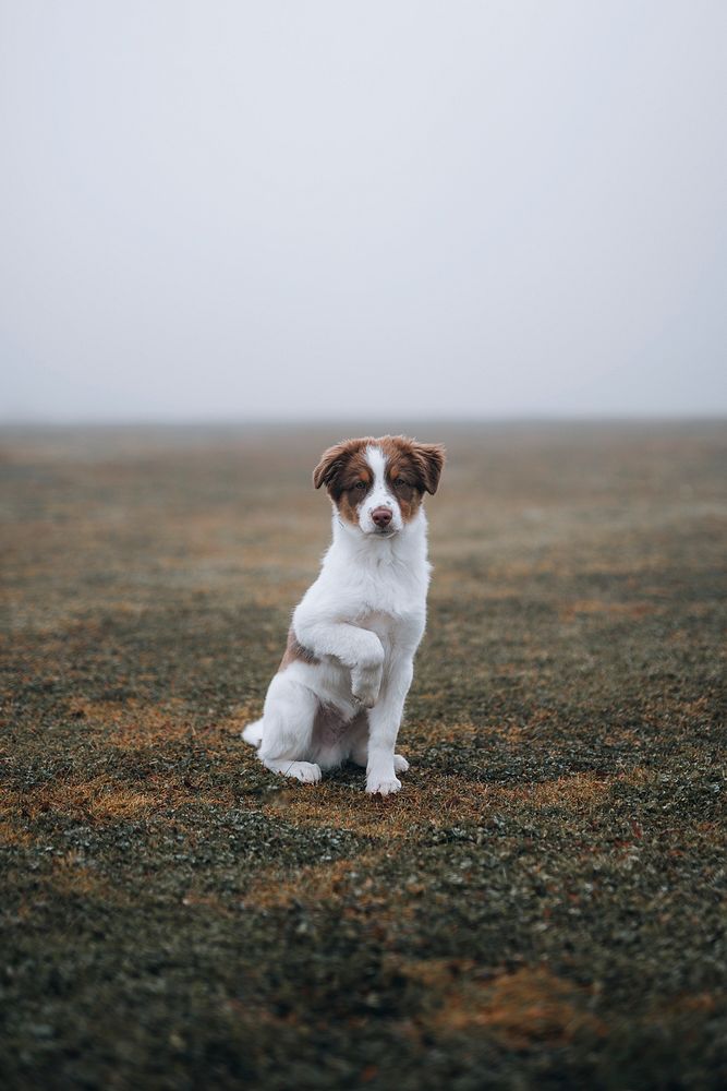 Dog at a misty field