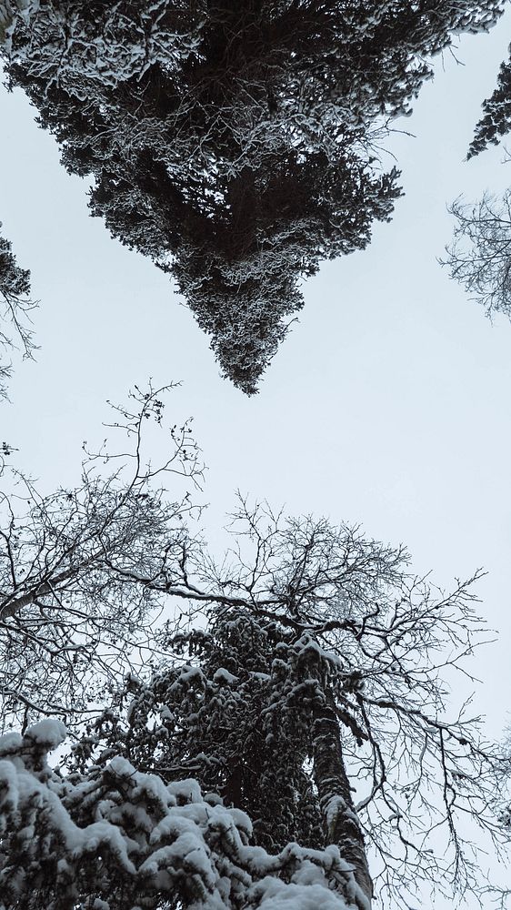 Winter iPhone wallpaper background, pine forest covered with snow at Oulanka National Park, Finland