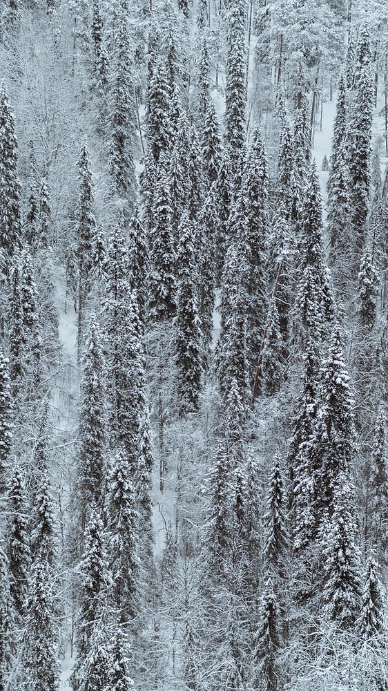 Winter iPhone wallpaper background, pine forest covered with snow at Oulanka National Park, Finland