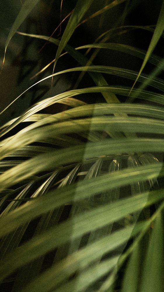 Tropical iPhone wallpaper, palm leaf close up
