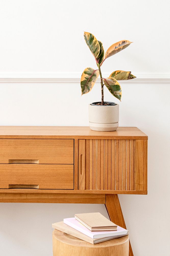 Rubber plant on a wooden sideboard table 