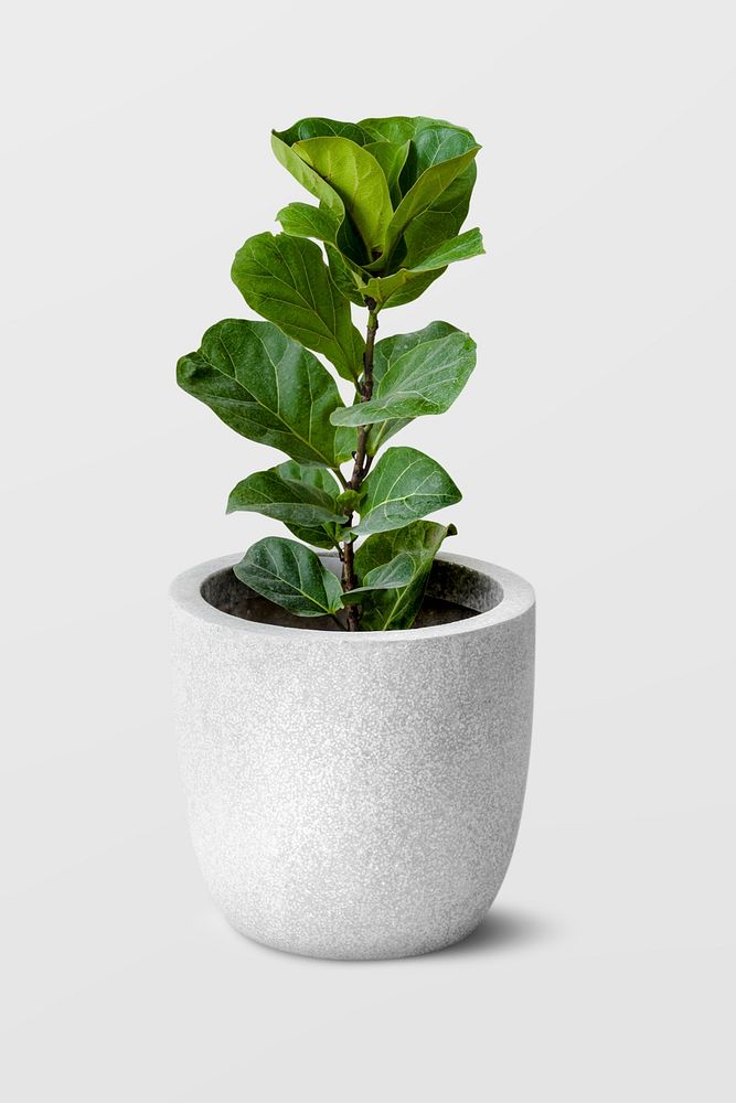 Fiddle-leaf fig in a gray pot