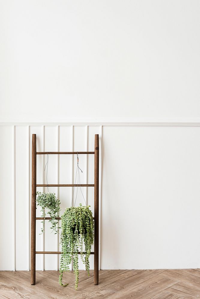 Dischidia oiantha white diamond plants hanging on a wooden ladder