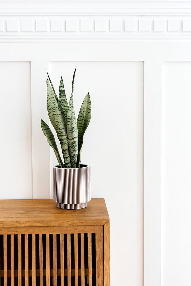 Snake plant in a gray plant pot on a wooden cabinet