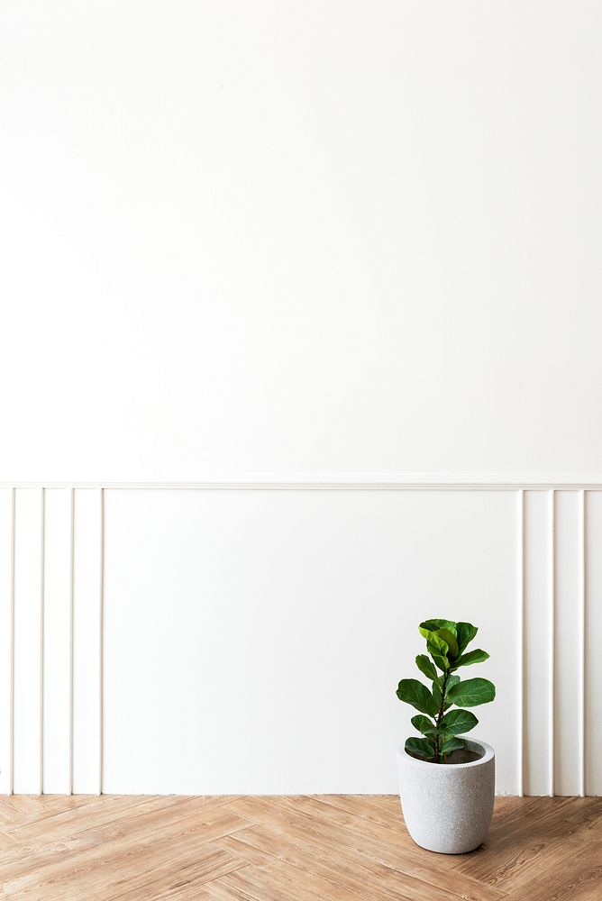 Fiddle-leaf fig on a parquet floor in a white room