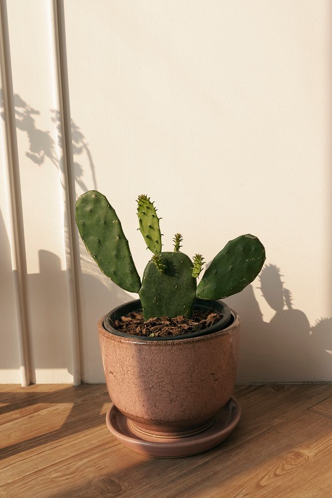 Potted prickly pear cactus in natural light