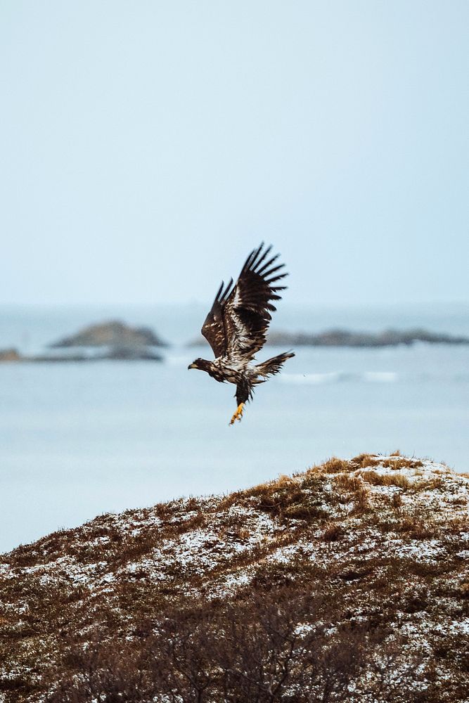 White tailed eagle in flight in Lofoten island, Norway 