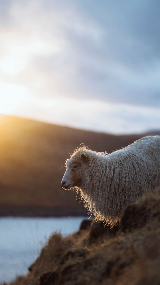 Animal phone wallpaper background, Faroe sheep at the Faroe Islands, part of the Kingdom of Denmark