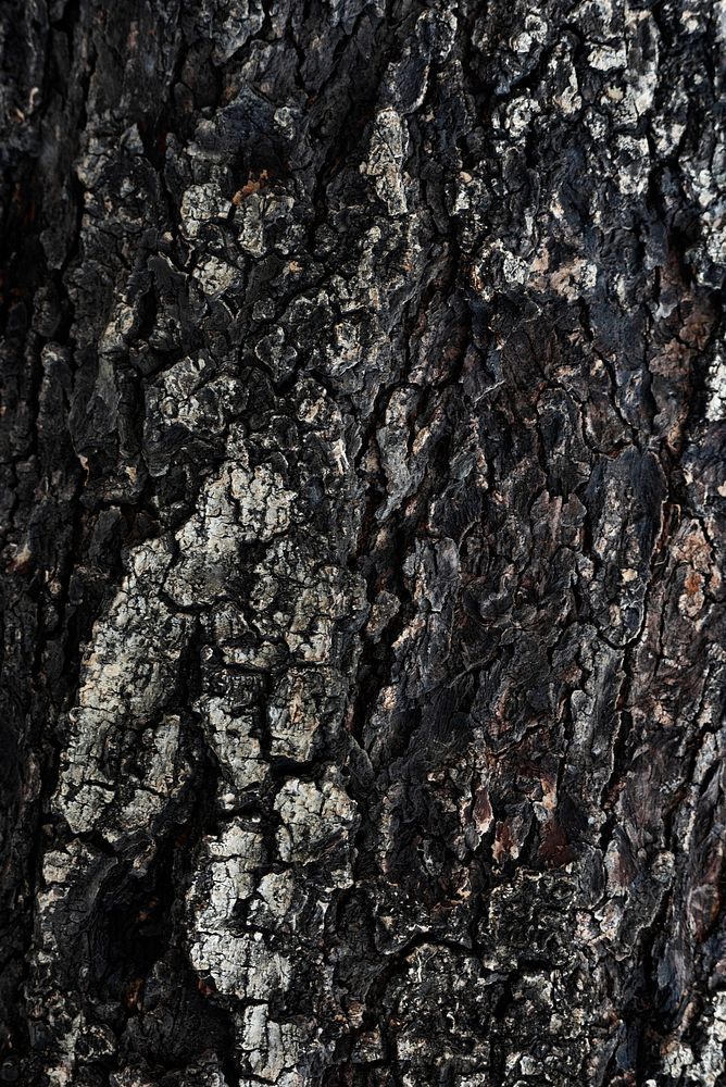 Black tree bark texture background