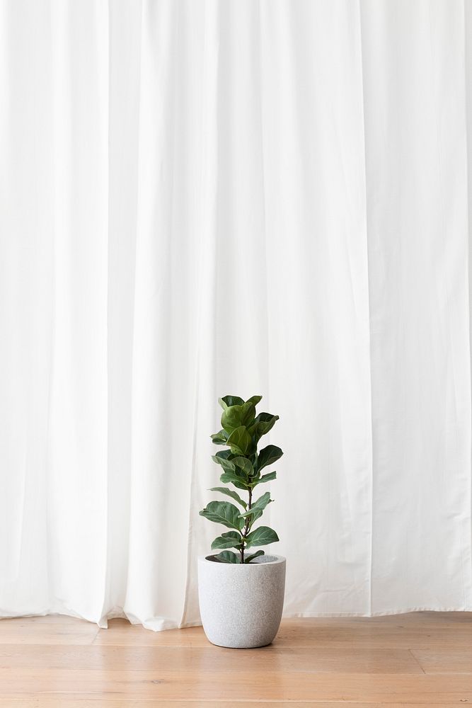 Fresh rubber plant on a wooden floor in front of a simple curtain
