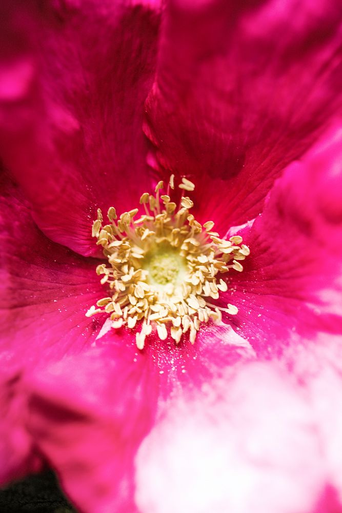 Close up of a pink wild rose