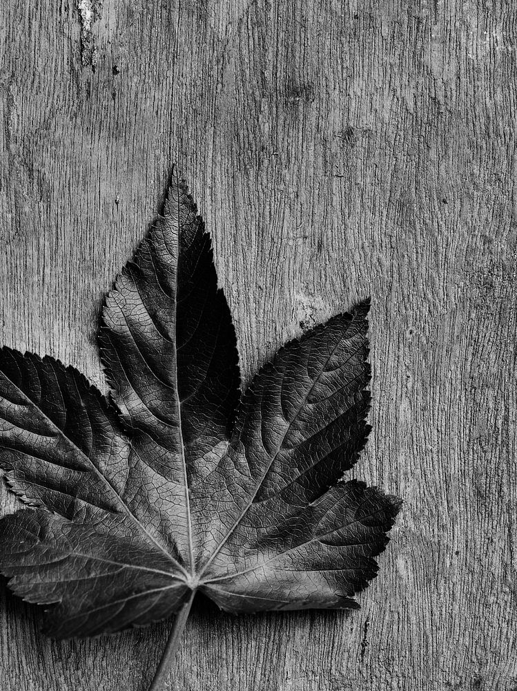 Black and white image of a leaf