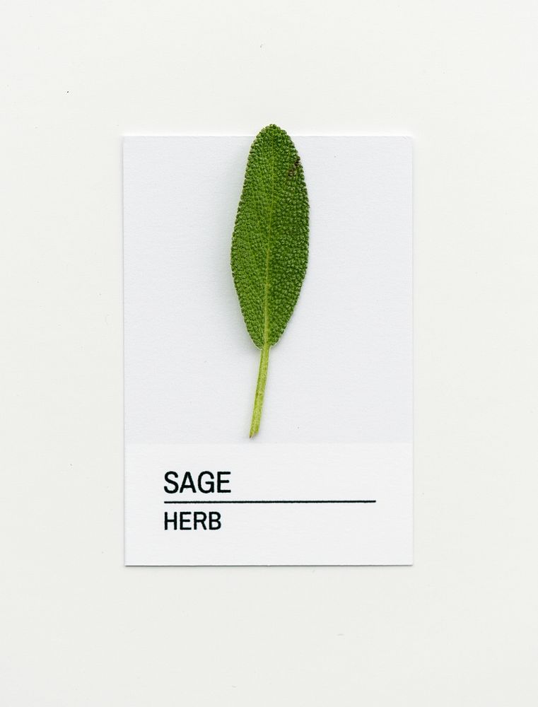 Sage leaf on white paper