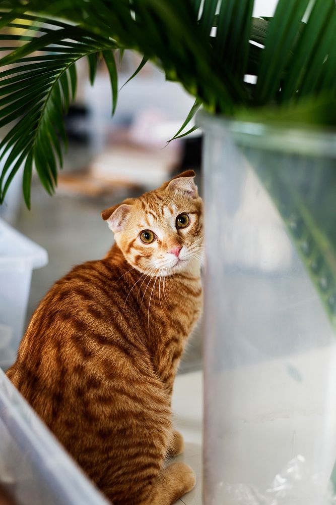Closeup of an orange cat
