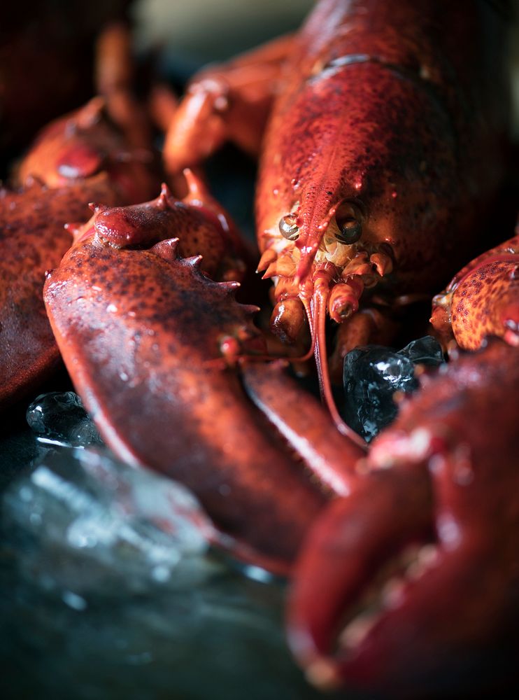 Cooked lobster food photography recipe idea