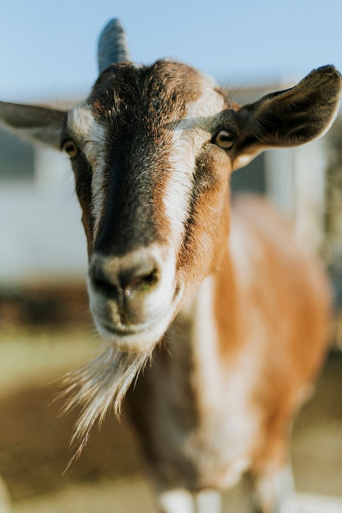 Rescued goat, The Sanctuary at Soledad, Mojave