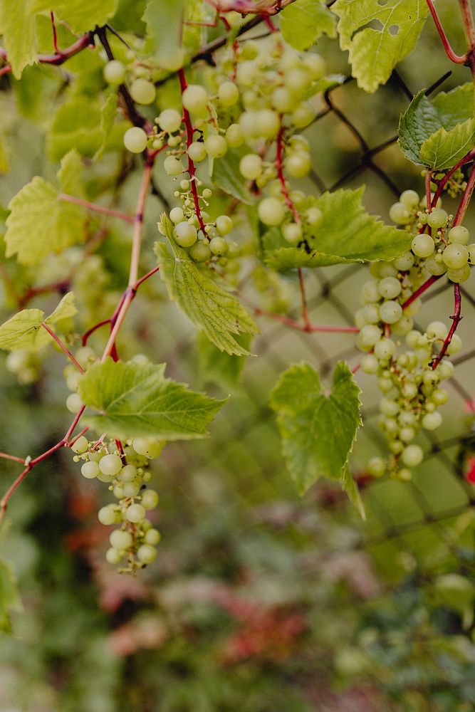 Green grapes on a grapevine