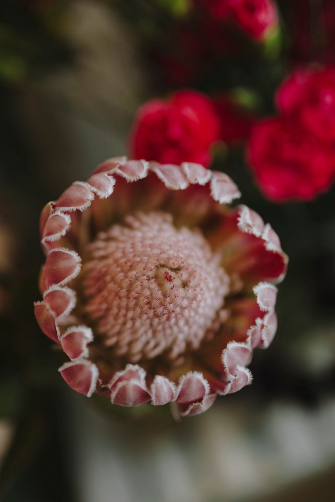 Closeup of blooming pink gerbera daisy