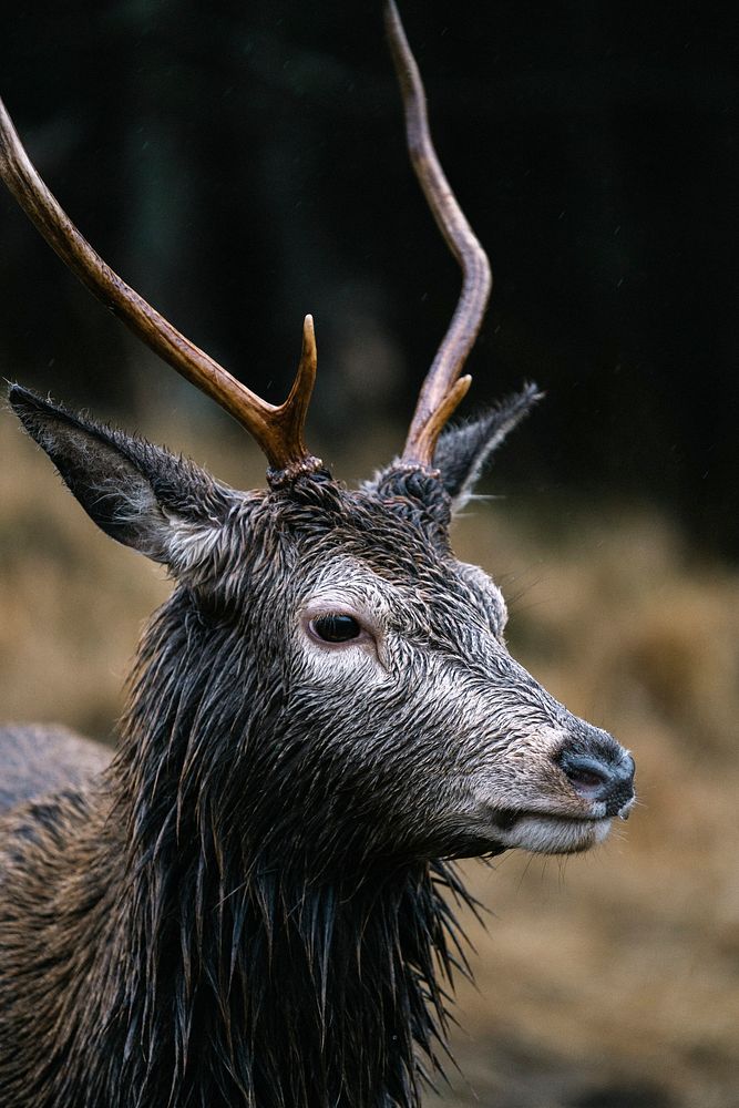 Deer at the Glen Etive, Scotland