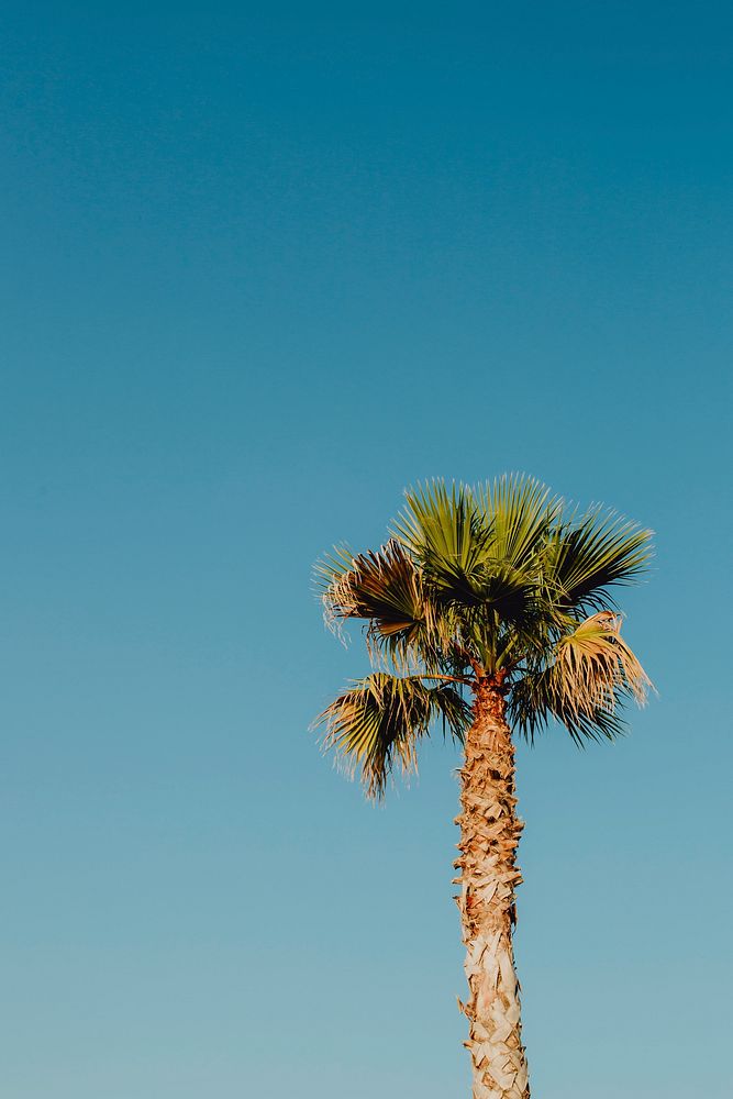 Palm tree under the bright | Premium Photo - rawpixel