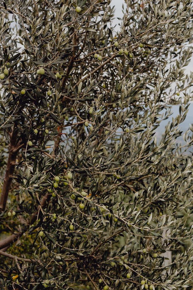 Russian olives on a tree