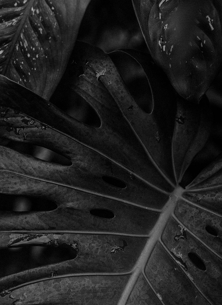 Monstera leaf with water drops