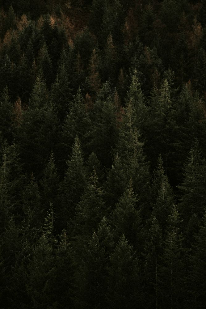 Fir trees in the dark woods
