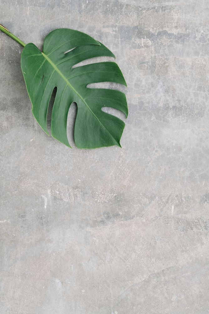 Monstera leaf on a smooth textured background