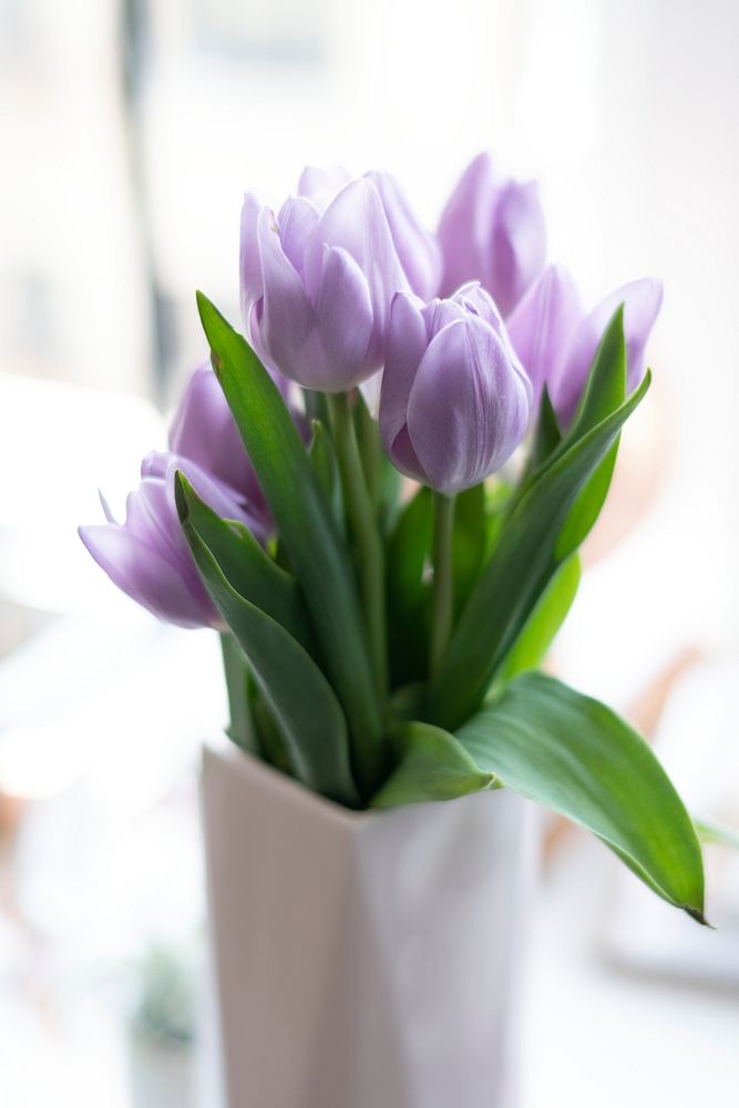Purple tulip by the window