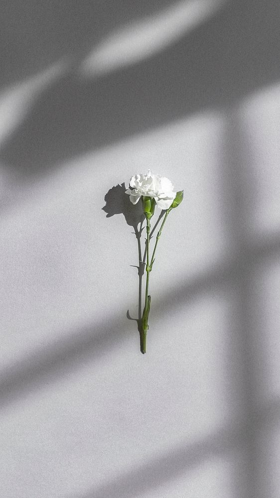 White carnation on a gray wall
