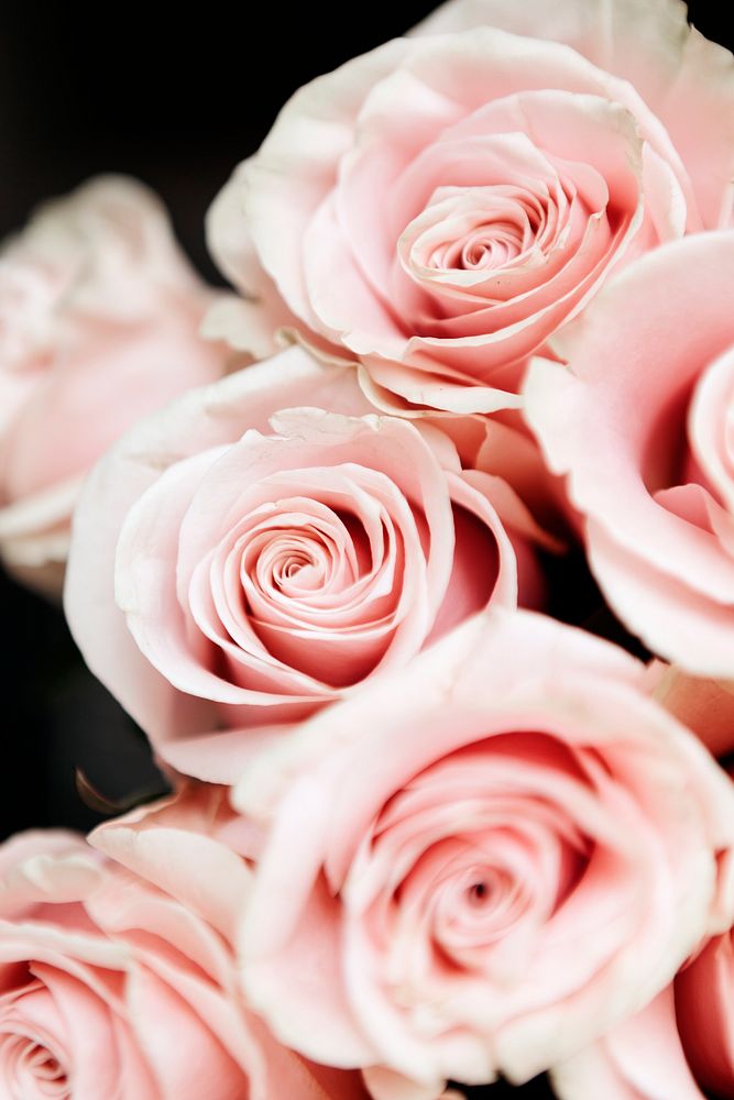 Closeup of pink roses social template