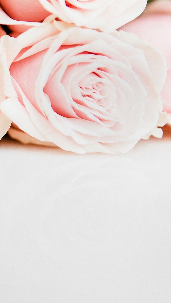 Pink rose iphone wallpaper background, beautiful HD image