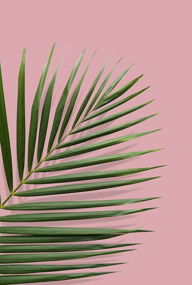 Tropical leaf with summer vibes in a pink ground