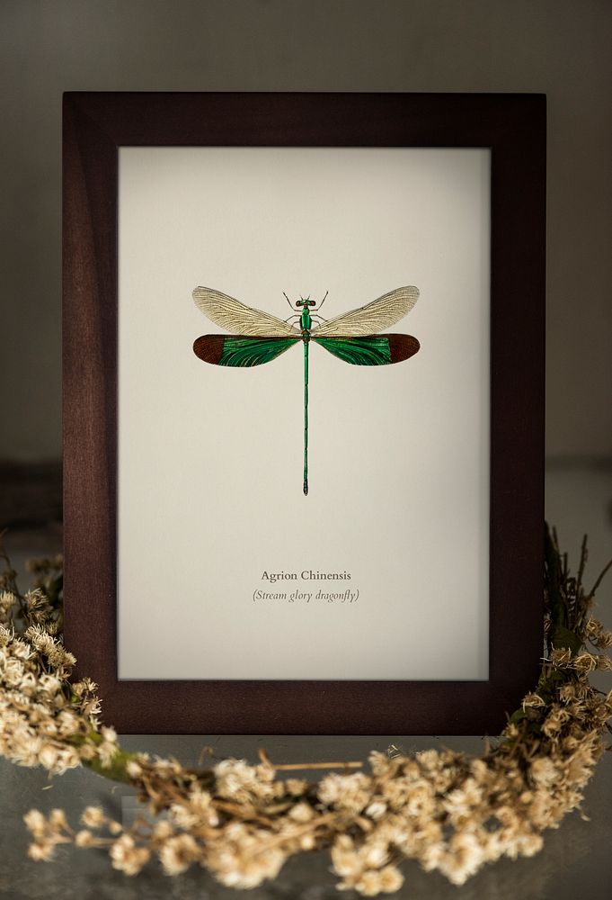 Image of a dragonfly in a photo frame