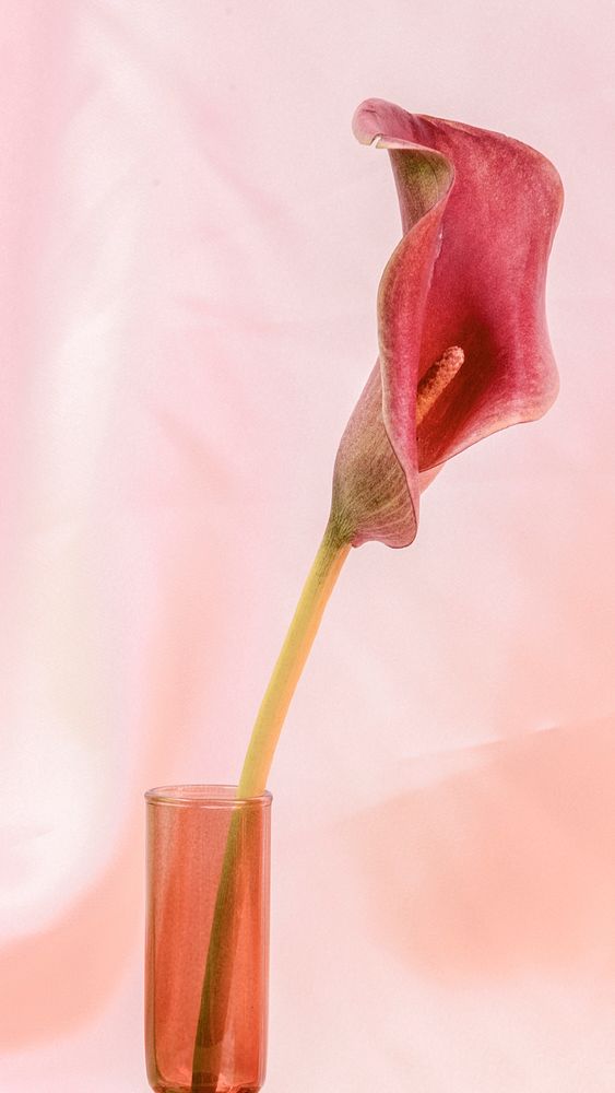Pink lily flower in a vase on pink background
