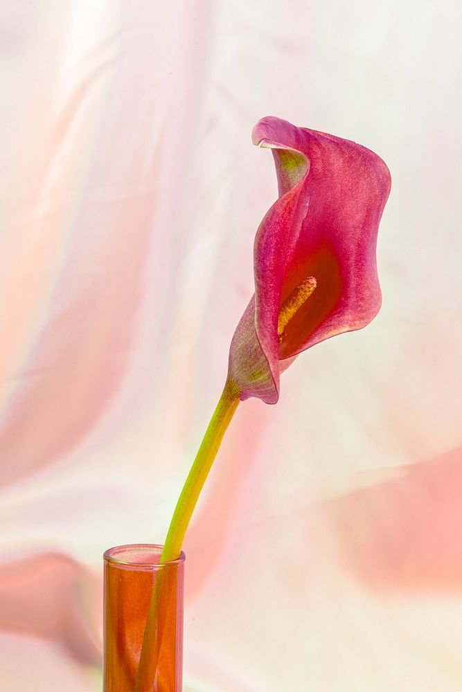 Pink lily flower in a vase on fabric textured background