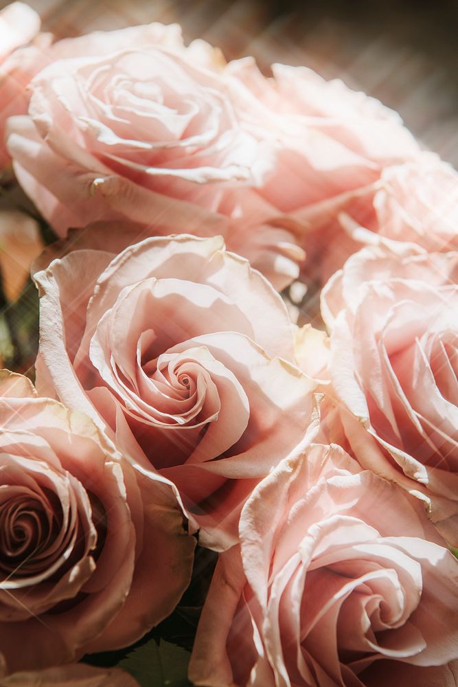 Pink rose flower bouquet design resource  
