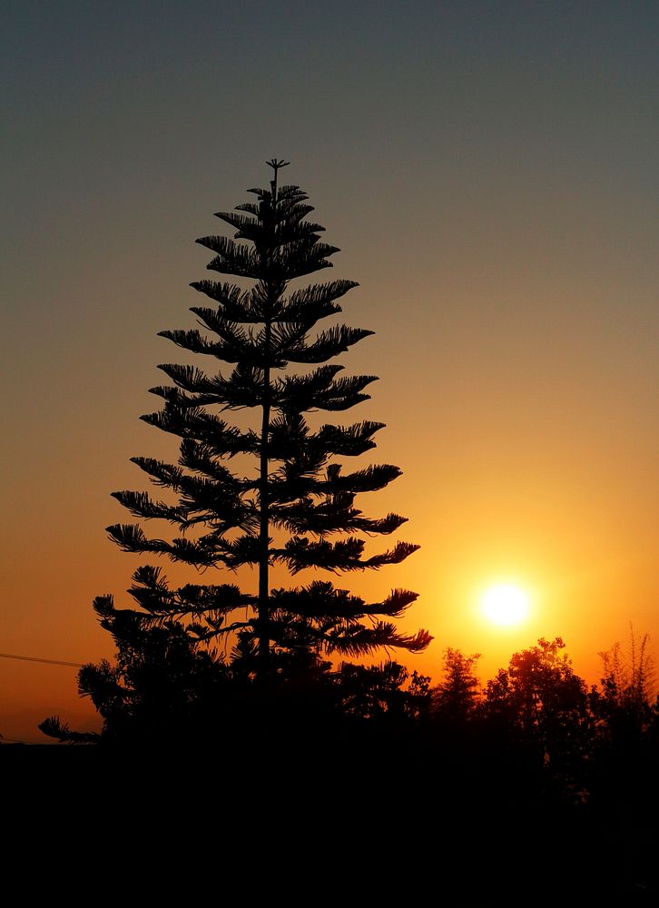 Silhouette of a pine tree with the sunset in the background