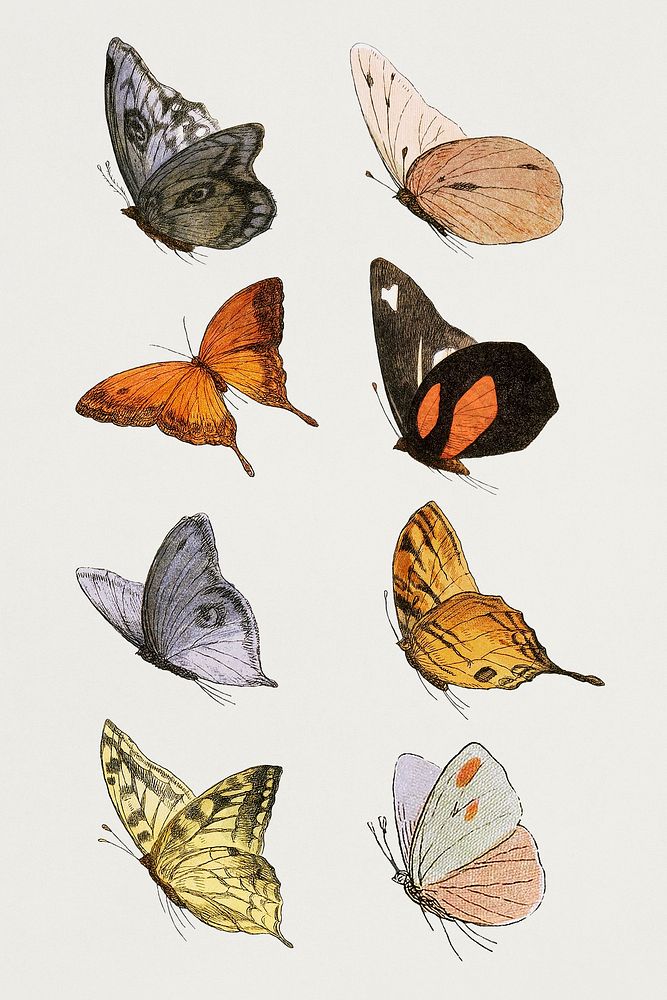 Vintage butterfly illustrations set
