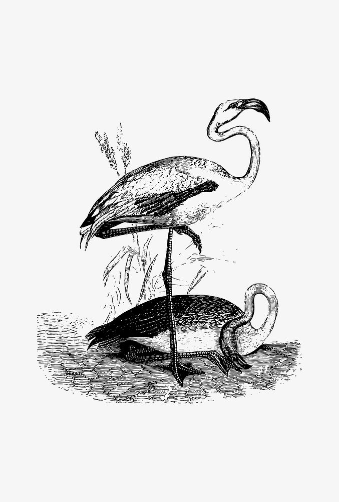 Drawing of flamingo