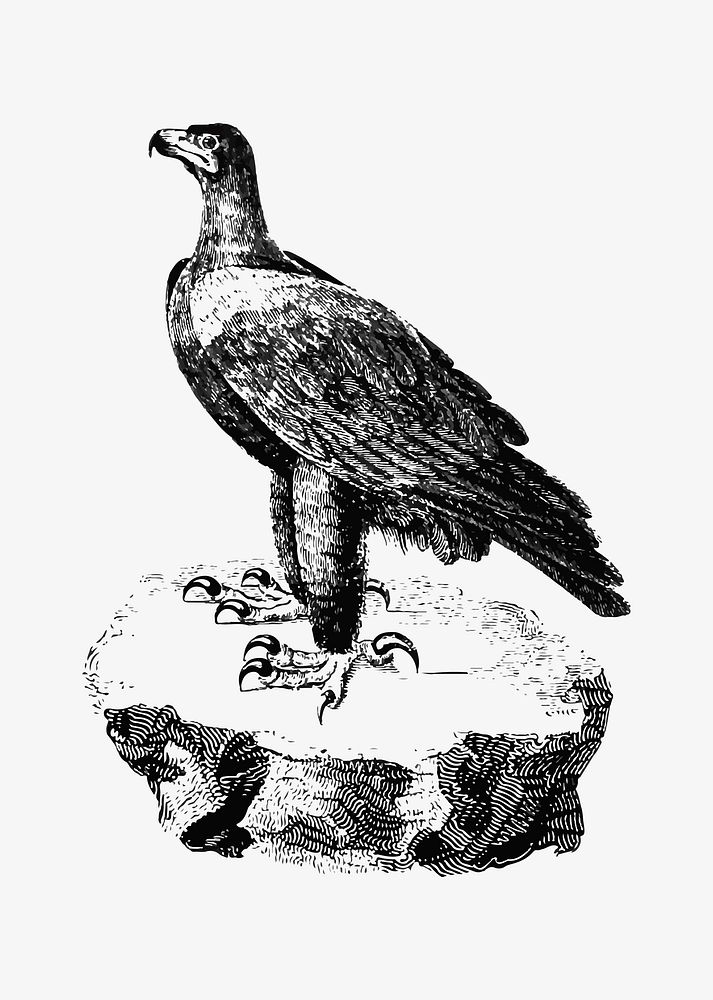 Drawing of black eagle