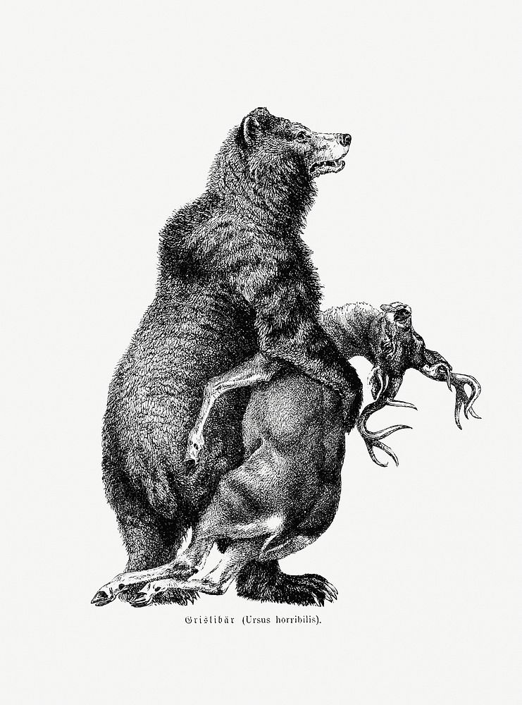 Grizzly bear from Amerika: Eine Allgemeine Landeskunde (1894) published by Wilhelm Sievers. Original from the British…