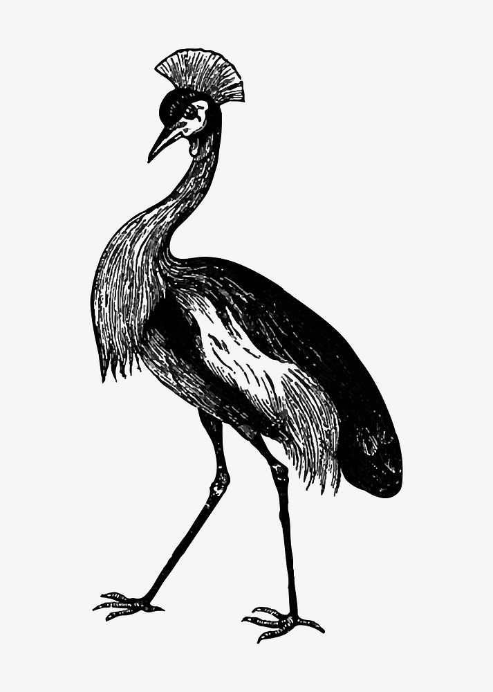 Drawing of crowned crane