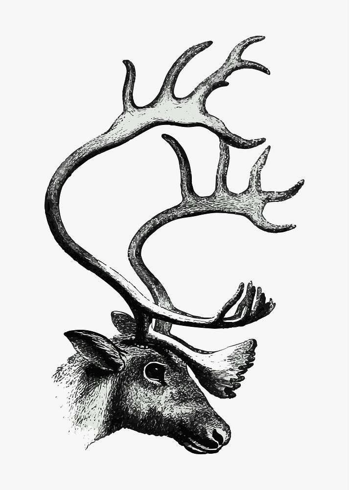 Drawing of deer