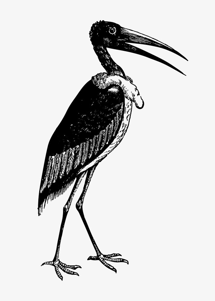 Drawing of greater adjutant