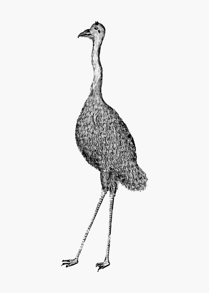 Emu animal illustration vector
