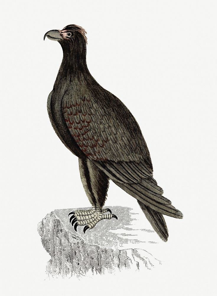 Mountain eagle from An Account of the English Colony in New South Wales (1804) published by David Collins. Original from the…
