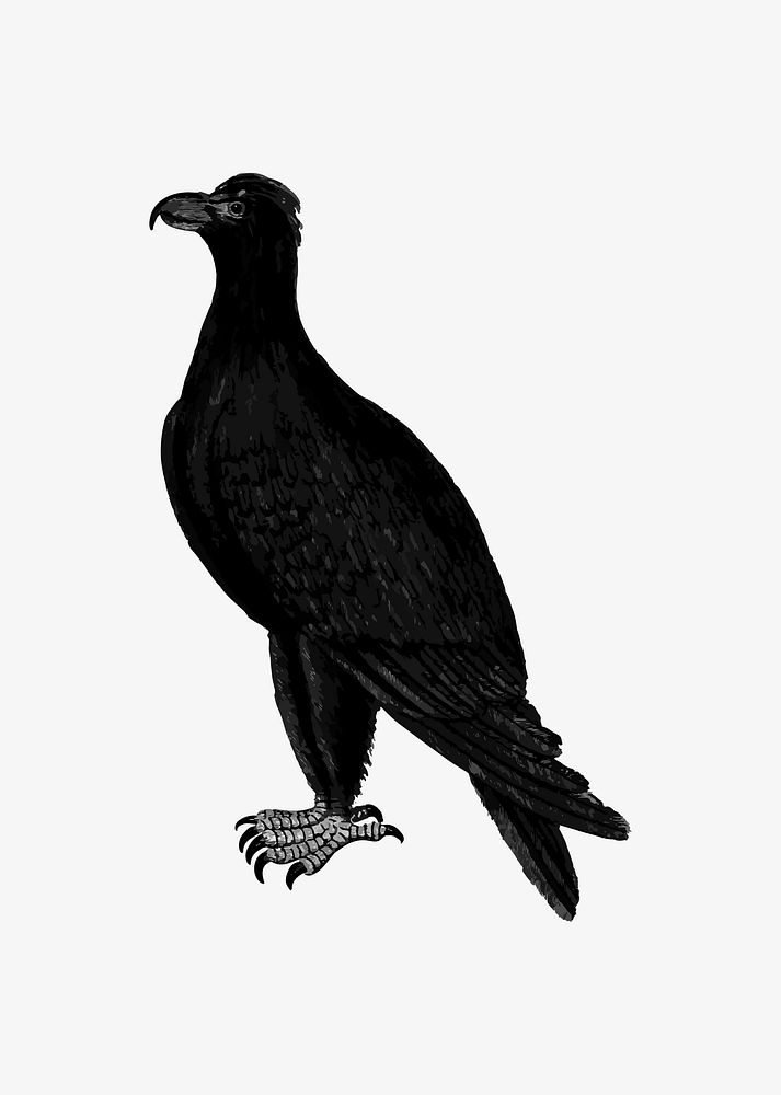 Mountain eagle illustration vector